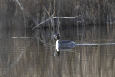 canada goose ( branta canadensis )