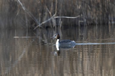 Yaygın yaban ördeği, fulica atra