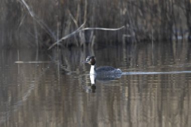 Büyük gri ördek suyun içinde, doğal ortamında..