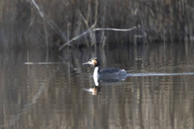 Büyük karabatak (Corax caracrocorphalus) suyun üzerinde.