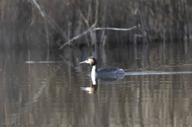 Büyük karabatak (carcorax carax) vahşi doğada, Romanya kışın.
