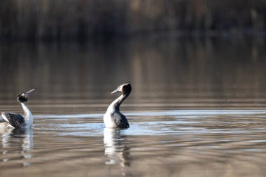 Suda yüzen büyük ibikli yunus (podiseps statüsü)