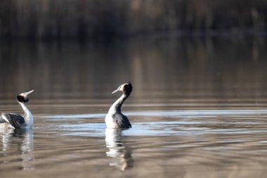 Bir çift beyaz boyunlu yunus, cygnus kristali ve suda yüzen yetişkin..