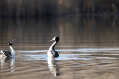 Gölde iki siyah başlı yunus.