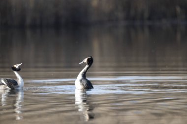 Beyaz Kaz Gölde Yüzüyor.