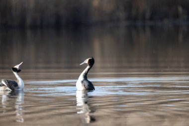 Gölette iki Kanada kazı var.