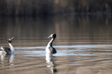 Büyük ibikli yunus, podiseps kristali, su yüzeyindeki kuş, İspanya