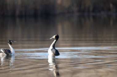 beyaz ibikli grebe, pokceps kristali, suda, kışın