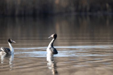 Büyük mavi grebe kendi habitatında
