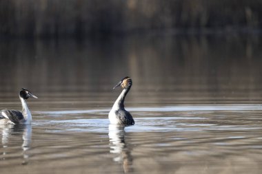Nehirde beyaz kuyruklu greyfurt (digredicus cristatus)