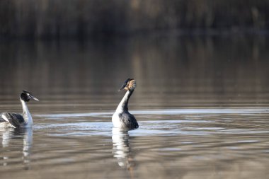Kuzey Yorkshire, İngiltere 'de iki Kanada kazının doğal yaşam alanı..