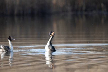 Büyük ibikli yunus balığı kışın gölde