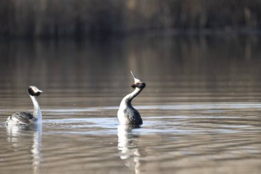 Gölde büyük ibikli grebe