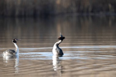 Gölette güzel beyaz bir kuğu