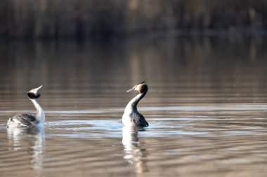 Sabah gölde yüzen bir çift beyaz kuğu.