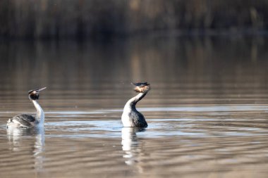 Büyük ibikli grebe, podiseps kristali, suda yüzme