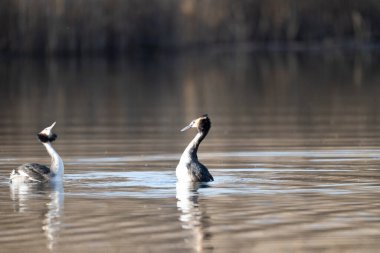İki siyah benekli yunus, yunus yağı, kendi habitatında, suda
