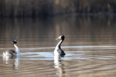 Büyük ibikli grebe, Podiceps kristali