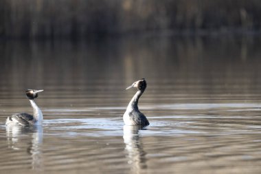Siyah boyunlu yunuslar, kışın suda yüzerler, İsveç 'te..