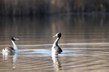 Doğal habitatında büyük ibikli yağ, İsveç.