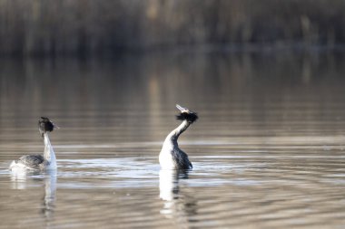 Büyük ibikli yunus, podiseps statüsü, sudaki küçük yavrularıyla, ağzı açık, gölette,