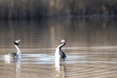 Gölde bir çift ördek