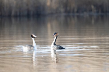 İki büyük beyaz yunus bir gölde yüzüyor..