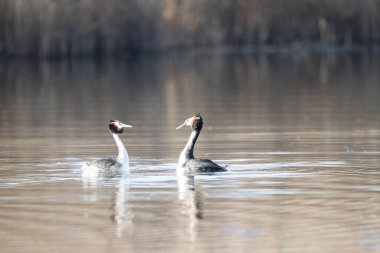 Beyaz boyunlu yunus, podiseps grolus, doğal ortamında, Almanya 'da