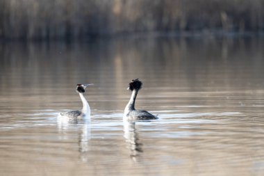 Büyük beyaz grebe, dicengrebes, grebe, statü, bir erkek ve kadın