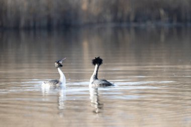Gölde yüzen beyaz-siyah bir yunusun yakın çekimi.