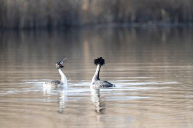 Göldeki beyaz bir kuğunun yakın plan fotoğrafı.