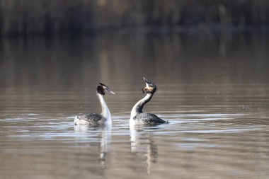 siyah boyunlu yunuslar, podiseps rudicus
