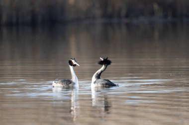 yaban kazları çifti