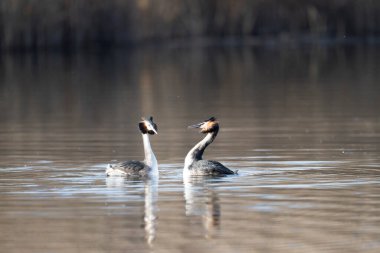 Büyük grebe, grebe, poeps, greolstatus, young bird,