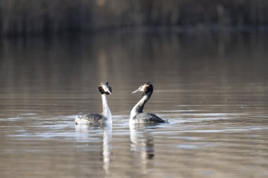 nehir üzerinde büyük tepeli grebe