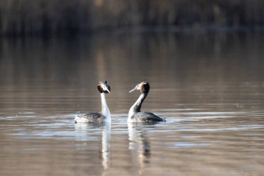 İki beyaz ördek bir su yüzeyinde