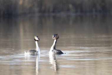 İsveççe habitatında büyük beyaz grebe (podiceps cristatus)