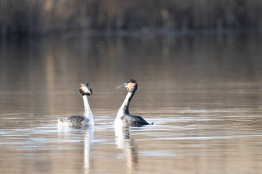 Büyük beyaz yunus kışın gölette