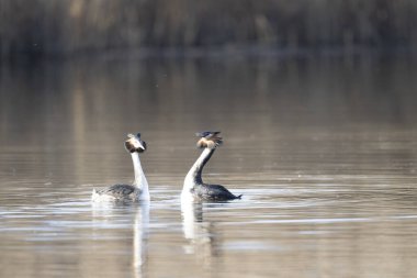 Nehirde yüzen büyük yunus (podiceps grestatus), Fransa