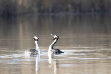 Siyah kuyruklu tanrı - limoza, moza moza, kışın kuş, Danimarka