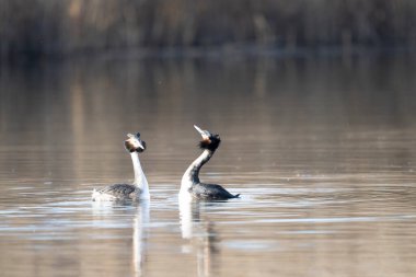 Doğal ortamda büyük ibikli yağ.