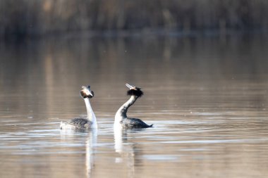gölde büyük tepeli batağan