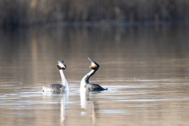 siyah - boyunlu yunus, podiseps greeps, olololus, suda