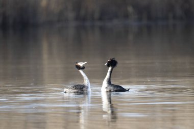 Suda bir çift ördek