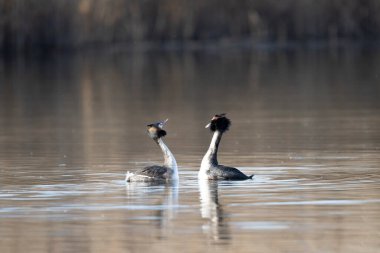 Siyah ibikli grebe, podiseps crilis