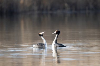 Göldeki beyaz bir kuğunun yakın plan fotoğrafı.