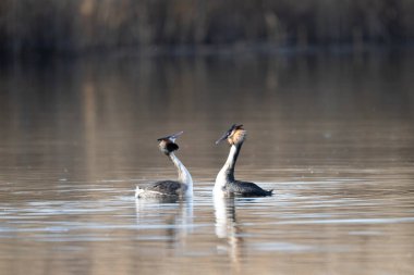 Büyük İbikli Yunus doğal ortamında
