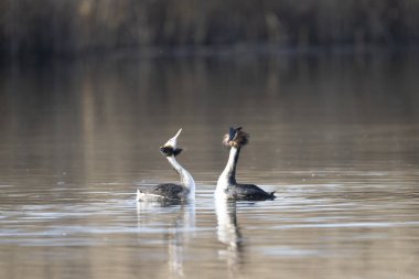 Suda bir çift vahşi kuğu.