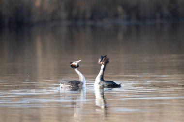 Büyük ibikli yunuslar, podiseps kristali, suyun üzerindeki tek dişi kuş.