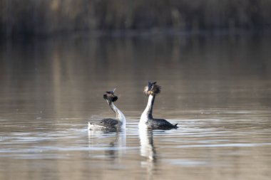 iki beyaz kuğular gölde